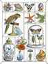 Alibabette Editions Engravings to Colour Curiosites 15.75 by 11.8" 300g Watercolor Paper + 100g Drawing Paper (COL4011)...