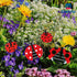 3D Decorative Ladybug Stakes Garden Ladybird Decorations for Yard Patio Lawn Plant Flower Pot Decor, 20 Pcs...