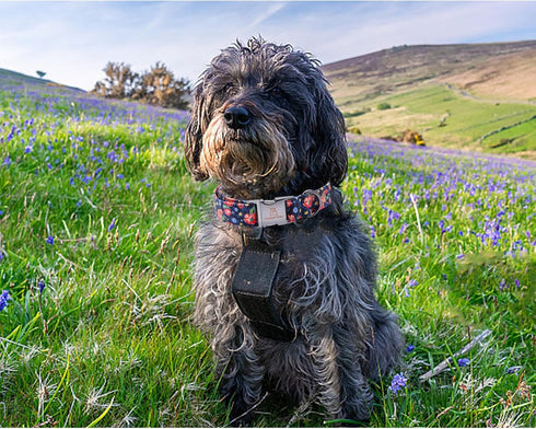 Lionheart glory Floral Print Dog Collar Adjustable Soft Dog Collar Girl or Boy Pet Collars for X-Small Dogs Blue Collars Spring Dogs Collar...