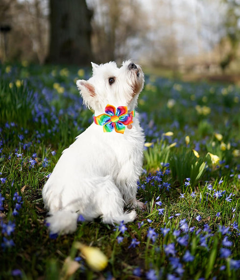 DOGWONG Cotton Pride Dog Collar, Rainbow LGBTQ Dog Collar Puppy Pet Collar for Small Medium Large Dog...