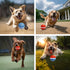 Peppy Pet Ball for Dogs, Smart Interactive Dog Toys Dog Ball with Led Flash Lights Active Rolling Ball for Large Dogs USB Rechargeable Wicked Dog ...