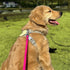 Dog Training Long Leash Waterproof Long Line Heavy Duty Outdoor Recall Lead 10ft 15ft 20ft 30ft 50ft for Small Medium Large Dog (20FT, Rose Pink)...