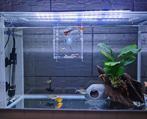 Acrylic fish breeding box, Acrylic Fish Isolation Box, fish separator for aquarium, Hatchery Incubator with Suction Cups for Small Baby Fishes Shr...