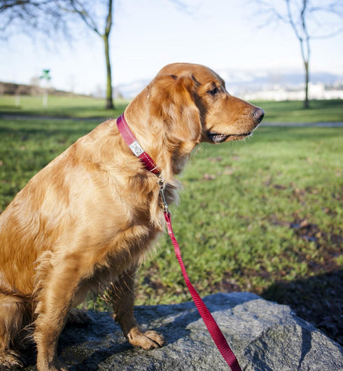 RC Pets 3/4" x 6 ft Primary Collection Dog Leash, Red...