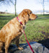 RC Pets 3/4" x 6 ft Primary Collection Dog Leash, Red...