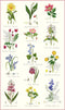 Samuel Lamont, Botanic Garden Kitchen/Tea Towel, 100 Percent Cotton, Imported from UK...