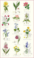 Samuel Lamont, Botanic Garden Kitchen/Tea Towel, 100 Percent Cotton, Imported from UK...