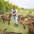 Goat Collars with Bell, 3 Pack Adjustable Sheep Collars with Quick Release Buckle Anti-Loss Bell, Durable Nylon pet Collar for Small Farm Goat Cow...