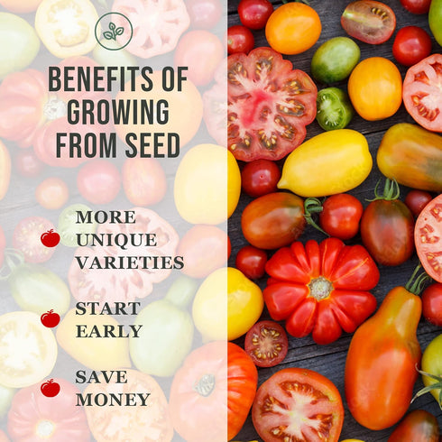 Sow Right Seeds - Arugula Seeds for Planting - Non-GMO Heirloom Seeds with Instructions to Plant a Home Vegetable Garden - Indoors, Hydroponics or...