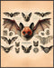 Posterizer 1 pcs-Gothic Bat Dictionary Wall Art-Retro Art-Art for Animal Lovers-Gift for Steampunk or Goth Fans-Living Room Bedroom Decor- unframe...