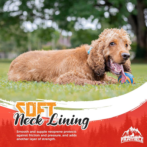 Heavy Duty Nylon Collar for Dogs – Small Dog Collar with Heavy Duty Buckle, Soft Pad, 2 D-Rings – Heavy Duty Dog Collars for Small Dogs with Stron...