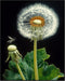 Posterizer 1 pcs-delicate dandelions in nature 1-Floral & Botanical Art- Gift for Men Women Entrepreneur Teens -Decor for Home & Office- unframed ...
