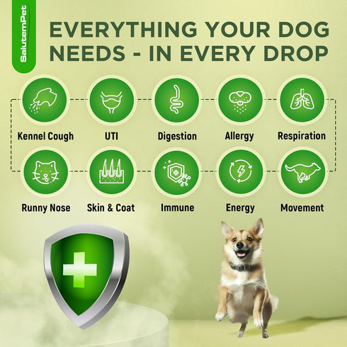 Natural Antibiotics for Dogs | Dog Antibiotics | Supports Dog Allergy Relief | Dog Itch Relief | Dog Allergy Support | Dog Multivitamin | Pet Anti...