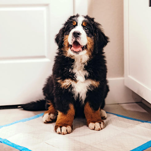 Four Paws Wee-Wee Superior Performance Pee Pads for Dogs of All Sizes, Leak-Proof Floor Protection Dog & Puppy Quilted Potty Training Pads, Unscen...