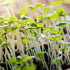 GranAroma Thyme Leaves 3 oz (85g), Fancy Cut, Traditional Herb...