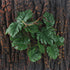 Fake Reptile Plants for Reptile Terrarium Plants, Reptile Plant Décor, Turtle Tank Plants with Suction Cup...