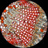 AmScope PB10 10 PC Prepared and Blank Microscope Glass Slides...