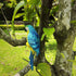 Realistic Parrot Sculpture Resin Hanging Parrots Garden Statues Lifelike Bird Figurines Landscape Ornament Patio Yard Lawn Figurine Tree Decor(Blu...