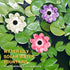 Solar Fountain Pump, Floating Water Lily Bird Bath Fountain with 6 Nozzles for Garden Patio Outdoor Pool Hummingbird Bath and Fish Pond Decor...