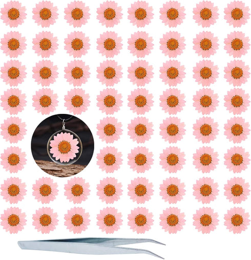 Dried Pressed Flowers, 60PCS Pink Natural Real Daisy, DIY Craft, Scrapbooking, Candle Making...