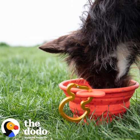 The Dodo Collapsible Dog Bowl, Red; Travel Dog Bowl That Folds Flat and Clips with Carabiner for Easy Storage and Carry...