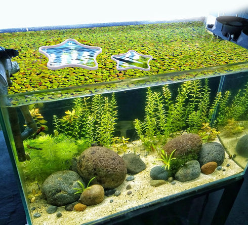 5pcs Aquarium Floating Plant Rings, Star-Shaped Fish Feeding Rings Foam Fish Tank Plant Corral Duckweed Isolation Circle Keep Plants in Place (Whi...