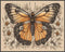Posterizer 1 pcs- beautiful butterfly in the middle of white flowers-Art for Animal Lovers-Floral Botanical Art- Gift for Men Women Teens-Decor fo...