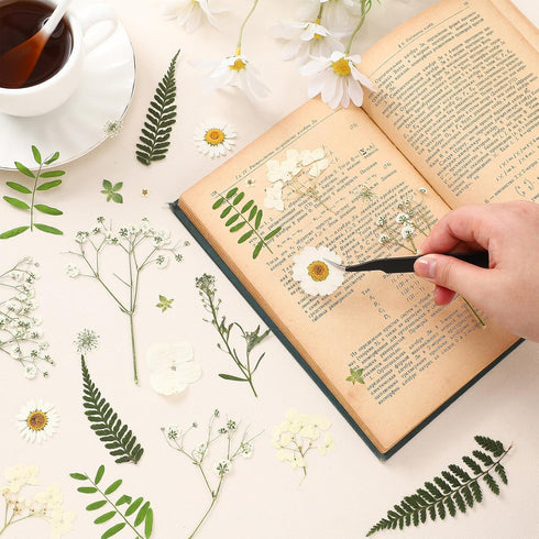 Fabbay 200 Pcs Dried Pressed Flowers Real Dry Natural Flower Leaf Dried Flowers for Resin Pressed Flower Kit for Plant Herbarium Scrapbooking DIY ...