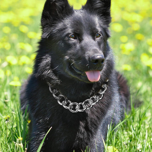 Silver Plated Circle Link Dog Collar - Heavy Duty Chew Proof Chain Collar for Small, Medium & Large Dogs - 21MM Width Light Metal Chain (10") - Do...