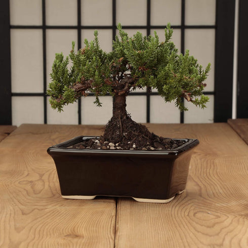 Glazed Ceramic Bonsai Pot - Ceramic Planter for Succulents and Small Plants - Black Rectangular Pot Perfect for Indoor and Outdoor Gardens, Tables...