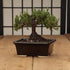 Glazed Ceramic Bonsai Pot - Ceramic Planter for Succulents and Small Plants - Black Rectangular Pot Perfect for Indoor and Outdoor Gardens, Tables...
