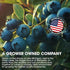 Cherry Bay Orchards - Dried Blueberries - (6oz Bag) -100% Domestic, Natural, Kosher Certified, Gluten-Free, and GMO Free - Packed in a Resealable ...