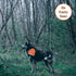 Reflective Dog Bandana Velcro Safety Scarf 2 Pack Orange Dog Reflective Gear...