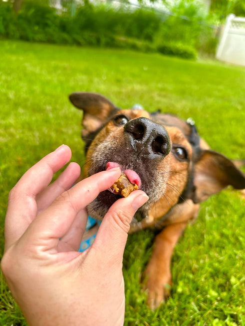 ROAM Ossy Exotic Dog Topper - Sustainably Raised Ostrich Meat Dog Food Topper - Non-GMO Ostrich Dog Treats 4 Ounce...