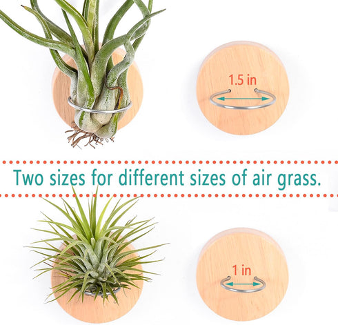 MITIME Air Plants Holders-Real Wood Live Air Plant Holders.Rustic Air Plant Stand,Wall-mounted to save space.(Plants not included)(Mix Set of 6)...