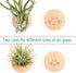 MITIME Air Plants Holders-Real Wood Live Air Plant Holders.Rustic Air Plant Stand,Wall-mounted to save space.(Plants not included)(Mix Set of 6)...
