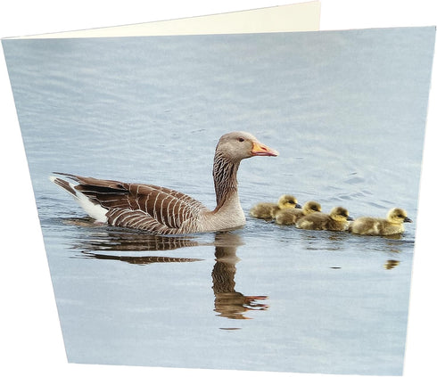 Maturi Geese Photographic Blank Birthday Greetings Card, 6" x 6" Square...