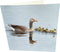 Maturi Geese Photographic Blank Birthday Greetings Card, 6" x 6" Square...