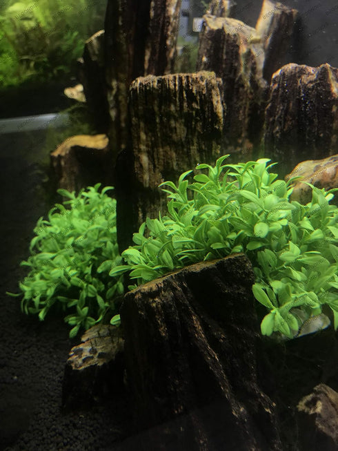 BEGONDIS Aquarium Decorations Fish Tank Artificial Green Water Plants Made of Soft Plastic, Safe for All Fish & Pets (Style-3)...