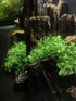 BEGONDIS Aquarium Decorations Fish Tank Artificial Green Water Plants Made of Soft Plastic, Safe for All Fish & Pets (Style-3)...