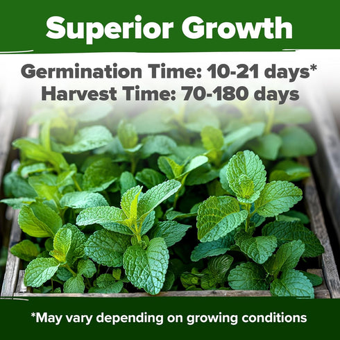 HOME GROWN Lemon Balm Seed Pack - 403 Non-GMO Heirloom Herbal Tea Seeds - Lemon Balm Seeds for Planting Herbal Tea Gardens Indoors or Outdoors - P...