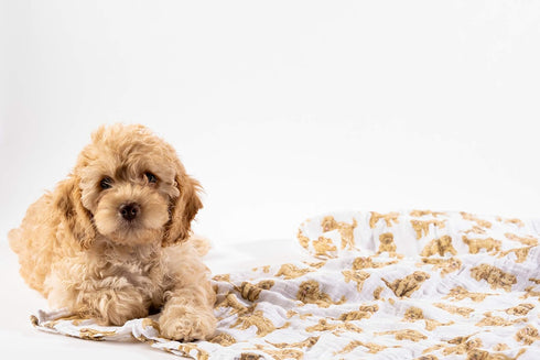 Mud Pie Golden Doodle Print Baby Swaddle Blanket, 47" x 47",...