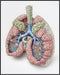 Posterizer 1 pcs-detailed anatomical illustration of the human lungs 4-Teachers & Classrooms-Abstract & Modern Art-School and classroom art- unfra...