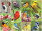 Springbok Birds of a Feather 500 piece Jigsaw Puzzle for Adults features a photo collage of colorful American birds...