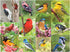 Springbok Birds of a Feather 500 piece Jigsaw Puzzle for Adults features a photo collage of colorful American birds...