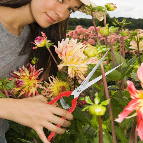 Extra Long Pruning Shears, Gardening Hand Pruners with Stainless Steel Blades, Garden scissors for Arranging Flowers, Trimming Plants, Harvesting ...