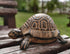 Hide A Key Outside - Spare Key Hider - Outdoor Key Hider, Garden Turtle Statues Key Box...