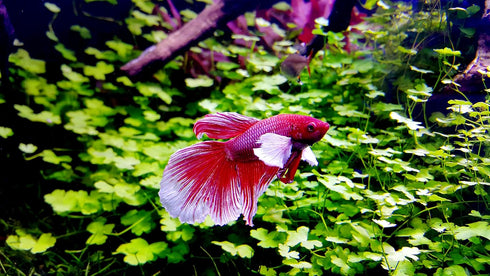 Betta Water Conditioner 4.22 Oz - Treats 660 Gallons - Neutralizes Chlorine and Ammonia Concentrated Betta Fish Water Conditioner for Betta Fish T...