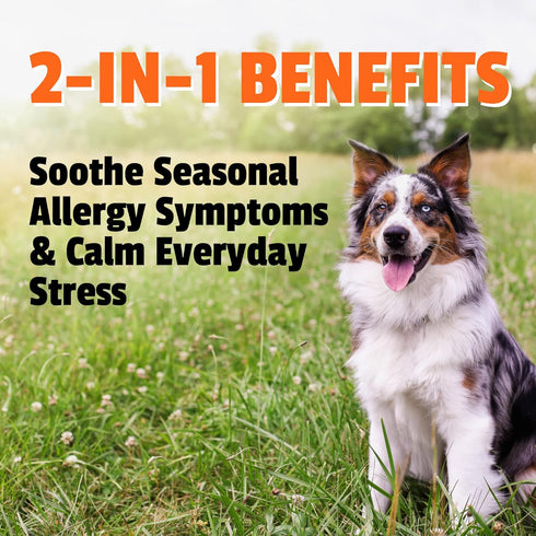 Pet Naturals Allergy Plus Calming Supplement for Dogs, Soft Chew, Duck Flavor, 60 Ct....