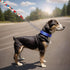 1 PC Pet Martingale Dog Collar with Stainless Steel Chain No Slip Dog Collar Reflective Nylon Adjustable Collar for Puppy Medium Large Dogs (Blue,...